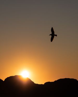 Oregon Beach Seagull in Flight