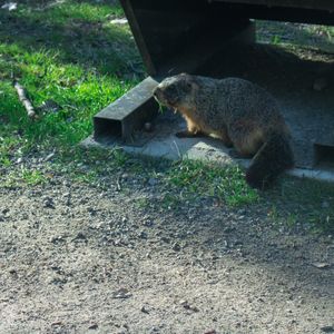 Groundhog in Kelowna