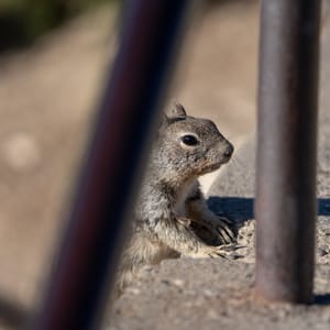 Attentive Squirrel