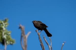 Perched