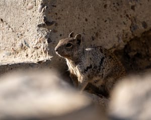 Grand Canyon Squirrel