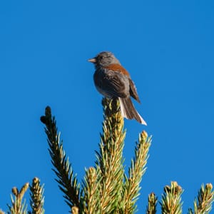 Dark-eyed Junco