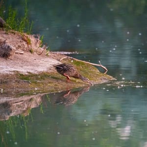 Thirsty Duck
