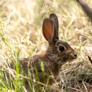 Desert Cottontail