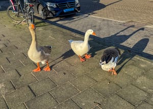 City Geese
