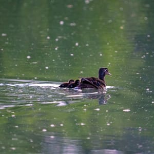 Duck Family