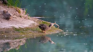 Happy Duck