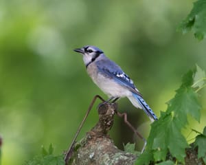 Blue Jay Posing