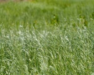 Windy Grass